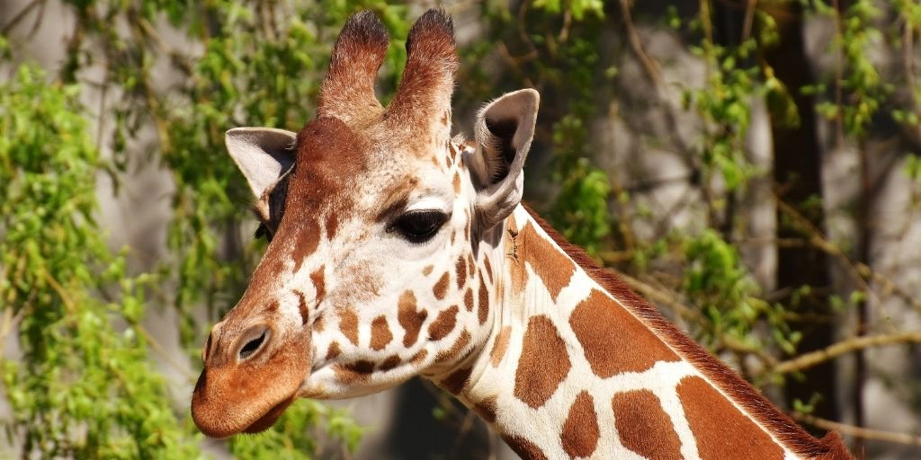 レビュー キリン解剖記 郡司芽久 ひびのまなび